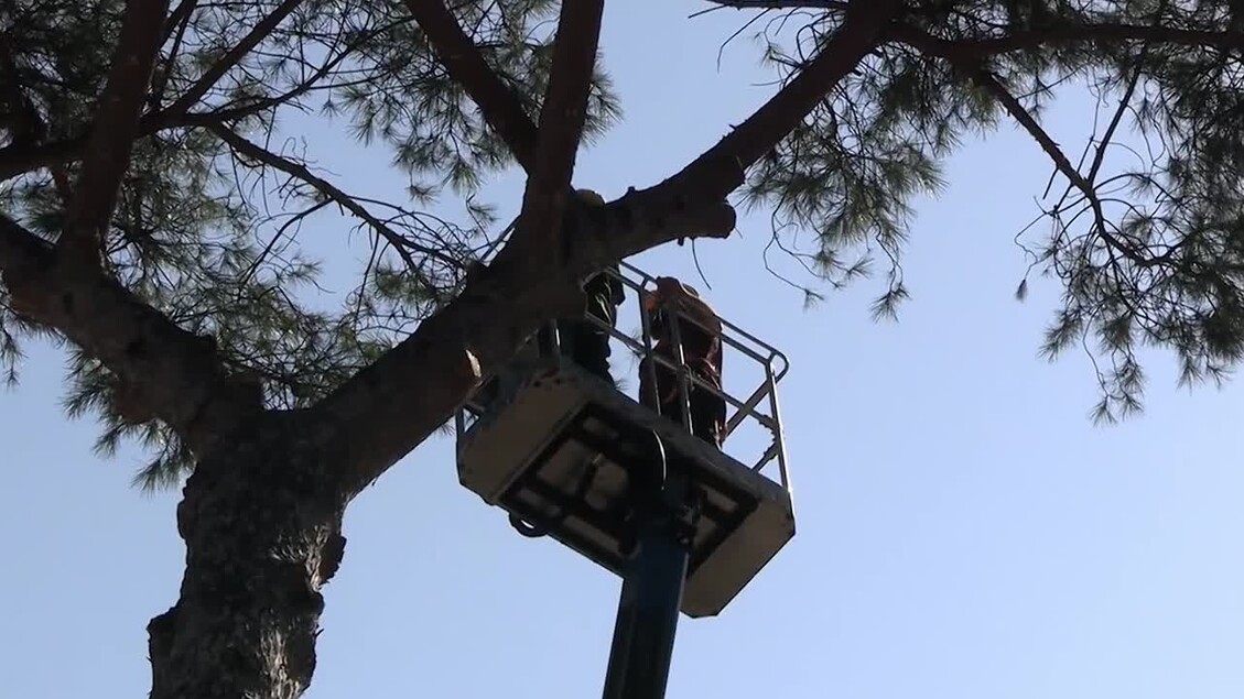 La coccinella contro il killer dei pini &egrave; il primo test al mondo che si svolge a Napoli. Un uomo si trova in un cestello su un albero. L'immagine rappresenta un contesto all'aperto, con vegetazione e natura circostante. Si notano anche elementi architettonici come edifici e case nelle vicinanze.